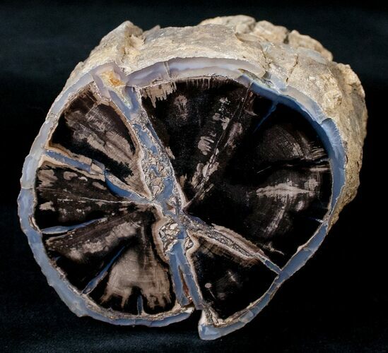 Polished Blue Forest Petrified Wood Limb (-/ lb) #14046